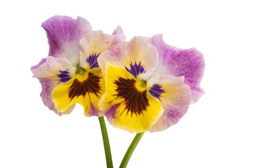 Beyaz arkaplanda izole edilmiş mor çiçek