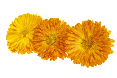 Kasımpatı beyaz arkaplanda izole edildi