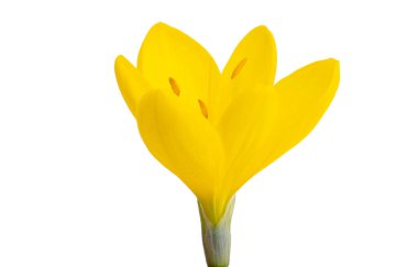 Sarı krokus beyaz arkaplanda izole edildi