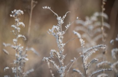 dry grass in the meadow in winter