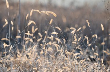 dry grass in the meadow in winter