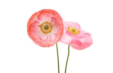 Beyaz arka plan üzerinde izole güzel haşhaş çiçekleri