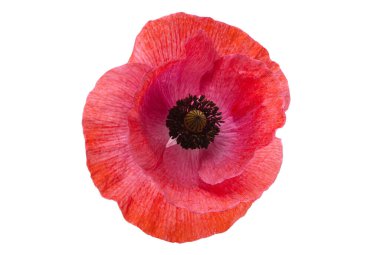 Beyaz arka plan üzerinde izole güzel haşhaş çiçekleri