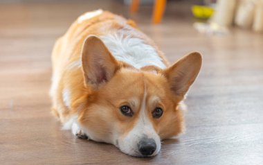 welsh corgi pembroke dog portrait