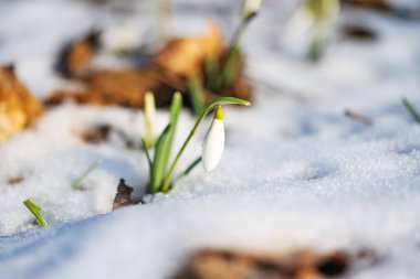 snowdrops in the forest in early spring