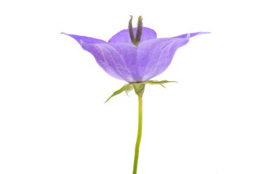 Beyaz arka plan üzerinde izole bluebells çiçekler