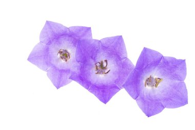 Beyaz arka plan üzerinde izole bluebells çiçekler