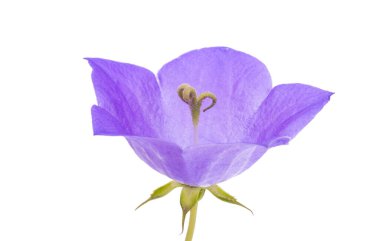 Beyaz arka plan üzerinde izole bluebells çiçekler