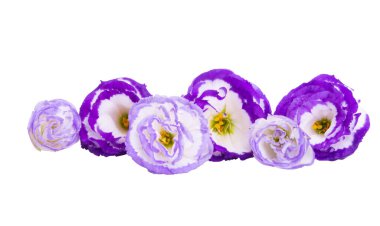 Beyaz arkaplanda izole edilmiş östoma çiçekleri