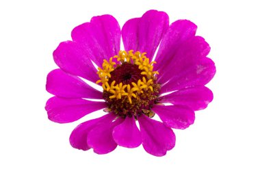 Beyaz arka plan üzerinde izole zinnia çiçekler