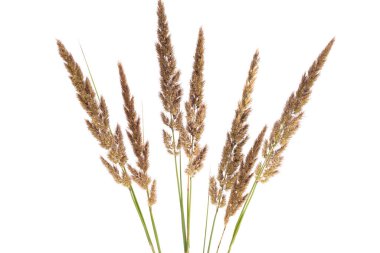 Dekoratif çimenler beyaz arkaplanda izole