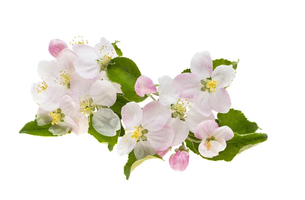 Apple Tree Flowers Isolated White Background Stock Picture