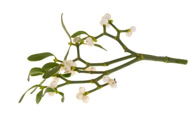 Beyaz arka planda izole ökseotu