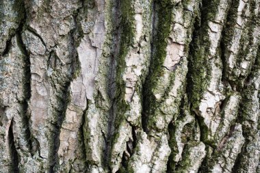 oak bark background close up