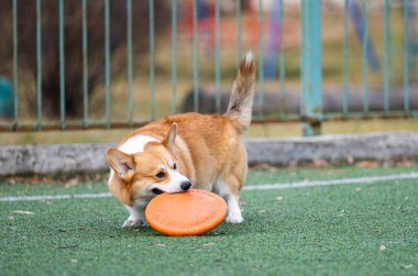 welsh corgi in motion during the game