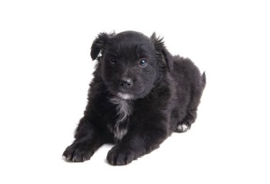 Siyah köpek yavrusu beyaz arka planda izole edilmiş