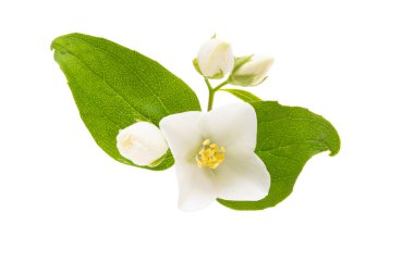 yasemin çiçeği beyaz arkaplanda izole edilmiş