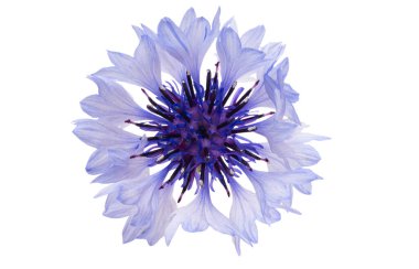 Beyaz arka plan üzerinde izole çiçek Peygamber Çiçeği