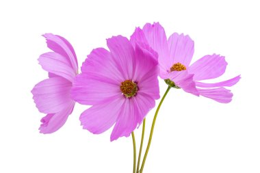 Beyaz arkaplanda izole edilmiş kozmea çiçeği