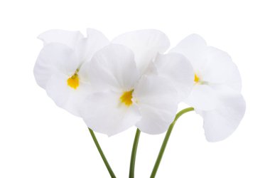 white violet flower isolated on white background