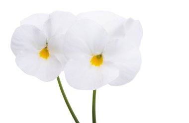 white violet flower isolated on white background