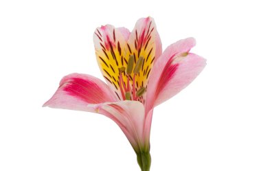 Beyaz arkaplanda yalıtılmış alstroemeria çiçeği