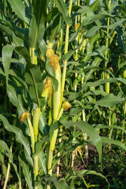 Güneşli bir günde yeşil mısırlı tarla