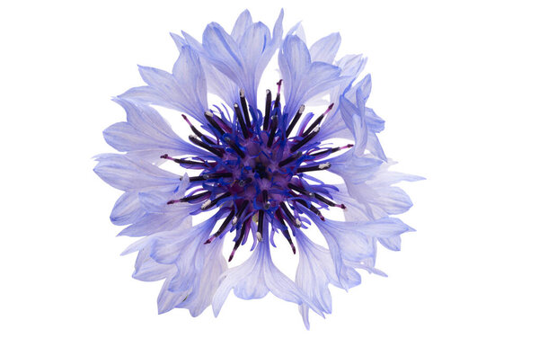 Цветок василька изолированы на белом фоне
