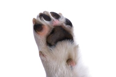 köpek patisi beyaz arkaplanda izole edildi