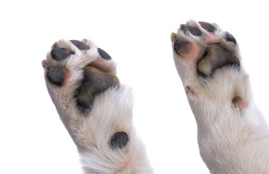 köpek patisi beyaz arkaplanda izole edildi