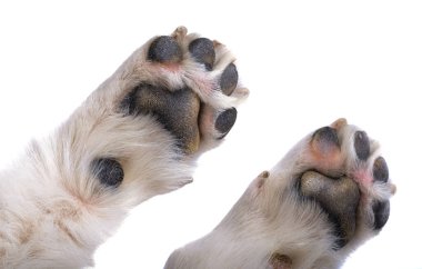 köpek patisi beyaz arkaplanda izole edildi