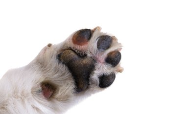 köpek patisi beyaz arkaplanda izole edildi