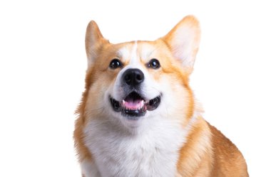 Beyaz arka plan üzerinde izole Galce corgi pembroke