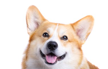 Beyaz arka plan üzerinde izole Galce corgi pembroke