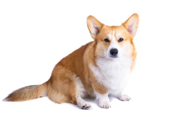 Beyaz arka plan üzerinde izole Galce corgi pembroke
