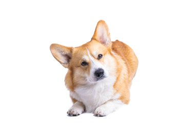 Beyaz arka plan üzerinde izole Galce corgi pembroke