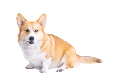 Beyaz arka plan üzerinde izole Galce corgi pembroke