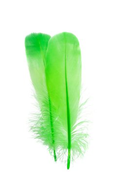 beyaz arkaplanda izole edilmiş renkli kuş tüyü