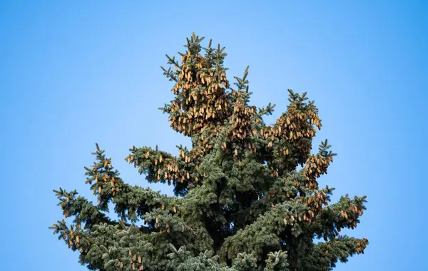 Spruce Cones Sunny Day — Stock Photo, Image
