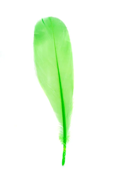Colored Bird Feather Isolated White Background — Stock Photo, Image