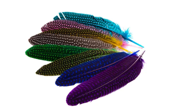 Colored Bird Feather Isolated White Background — Stock Photo, Image