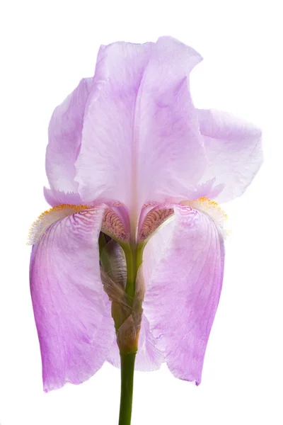 Цветок Радужной Оболочки Белом Фоне — стоковое фото