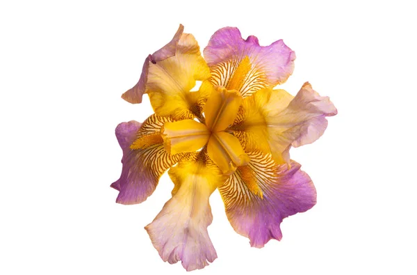 Duhovka Květiny Izolované Bílém Pozadí — Stock fotografie