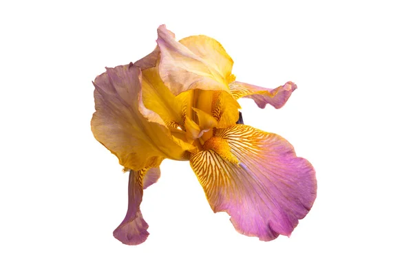 Квітка Райдуги Ізольована Білому Фоні — стокове фото