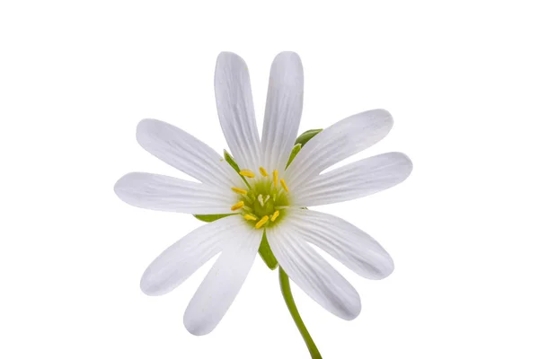 白い背景に孤立した花序 — ストック写真
