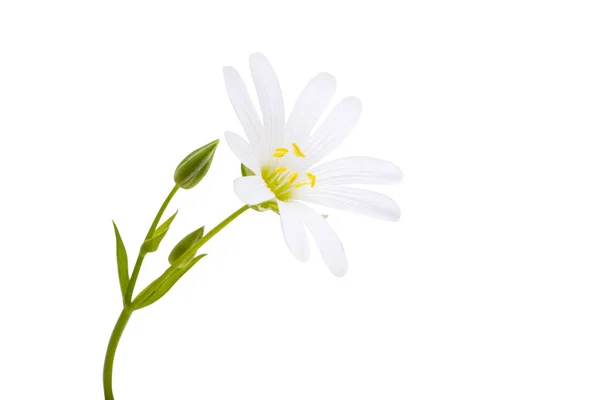 Орнітогель Квітка Ізольовані Білому Тлі — стокове фото