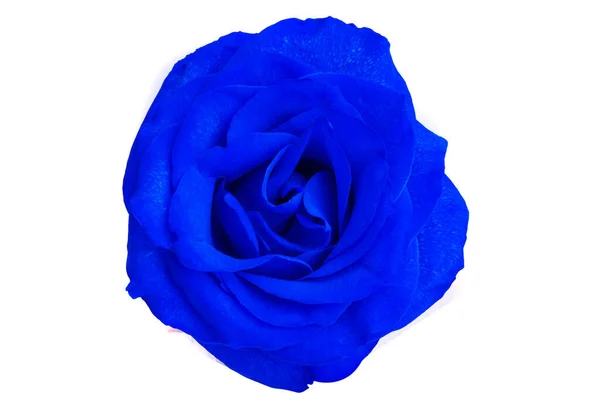 Rosa Azul Isolado Fundo Branco — Fotografia de Stock