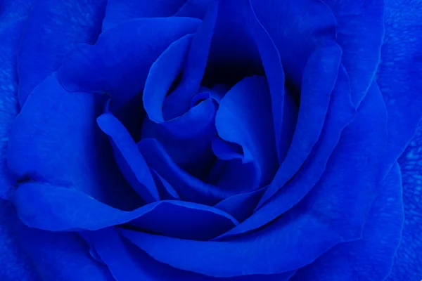 Rosa Blu Isolata Sfondo Bianco — Foto Stock