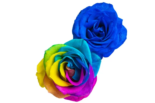 Kolorowa Róża Izolowana Białym Tle — Zdjęcie stockowe