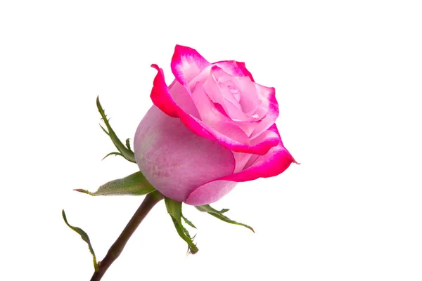 白地にピンクのバラが孤立 — ストック写真